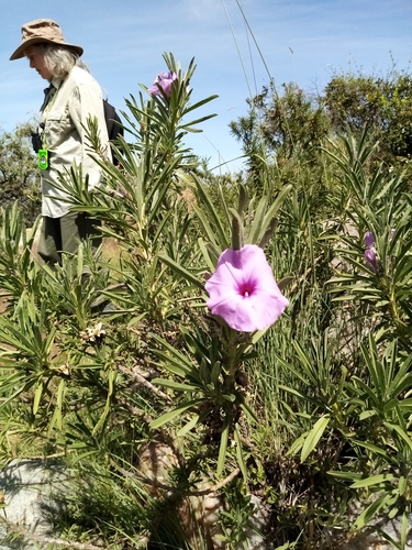 Ipomoea jaegeri