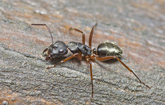 Myrmophyma