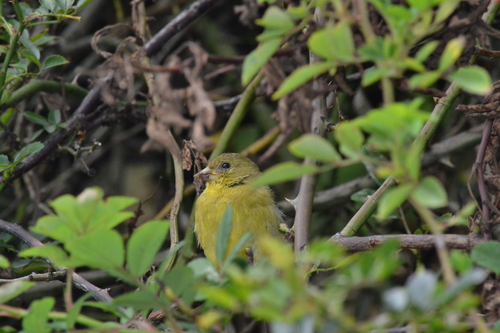 Andean Siskin (Spinus spinescens)