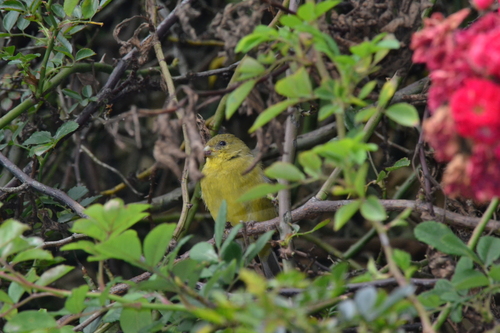 Andean Siskin (Spinus spinescens), photo 2