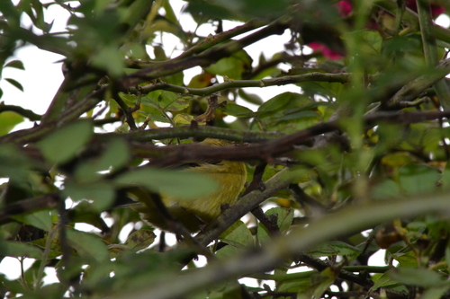 Andean Siskin (Spinus spinescens), photo 10