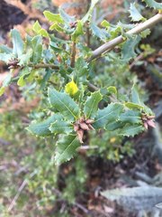 Quercus parvula parvula