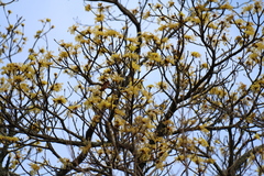 Sassafras randaiense