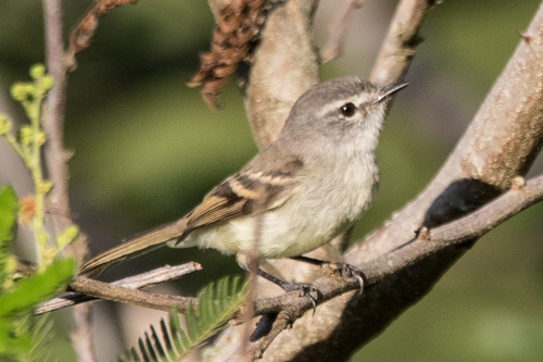 White-crested Tyrannulet (Serpophaga subcristata), photo 3