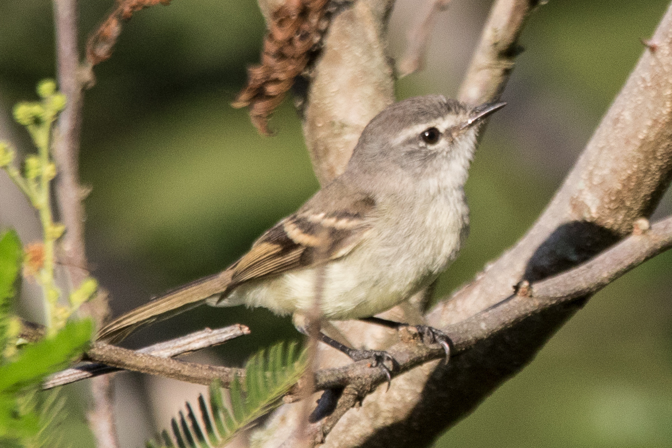 White-crested Tyrannulet (Serpophaga subcristata), photo 2