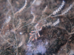 Eubranchus