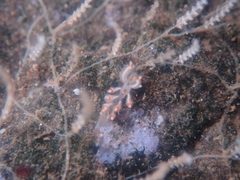 Eubranchus