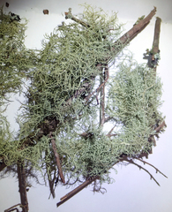 Usnea dasaea