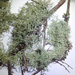 Usnea dasaea - Photo no rights reserved, uploaded by Peter de Lange