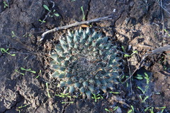 Mammillaria brandegeei