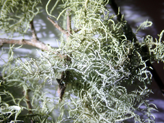 Usnea dasaea
