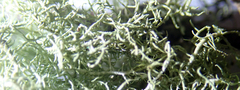 Usnea dasaea