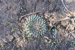 Mammillaria brandegeei