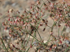 Eriogonum nutans nutans