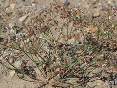 Eriogonum nutans nutans