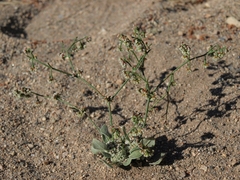 Eriogonum cernuum