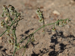 Eriogonum cernuum