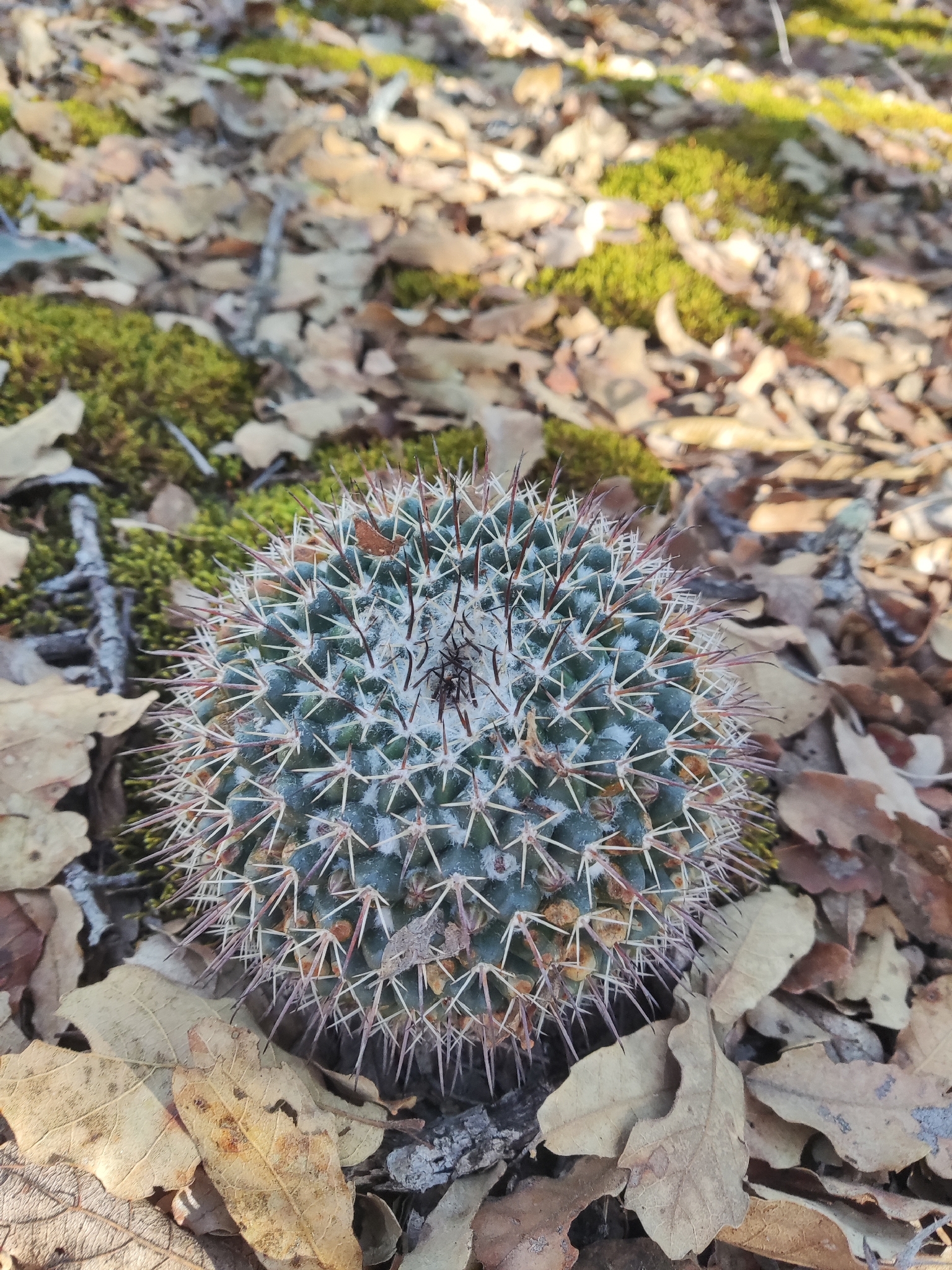 Biznaga gigante