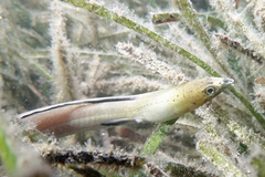 Ophichthus altipennis