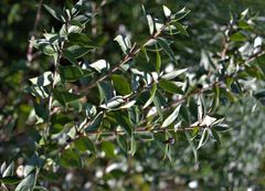Myrtus communis communis