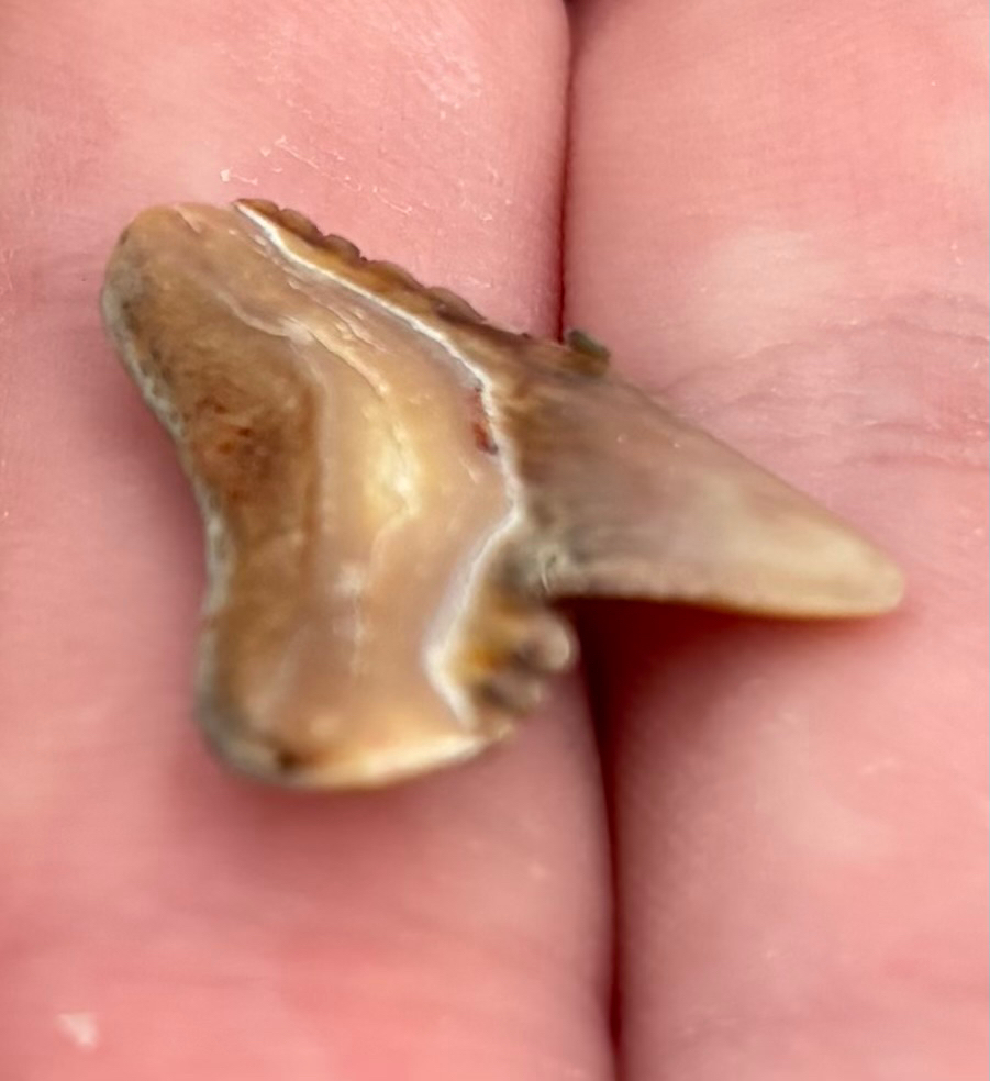 Ground Shark Examples Ground Sharks from North Palm Beach, FL, US on February 22, 2026 at 03: ...
