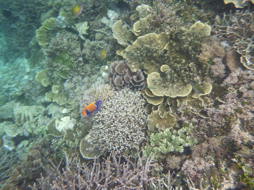 Pomacanthus navarchus