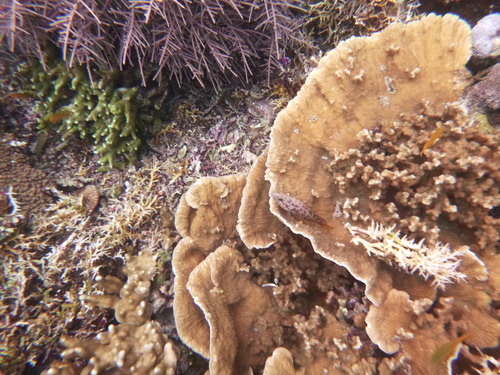 Cephalopholis cyanostigma