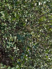 Myrtus communis communis
