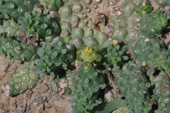 Euphorbia