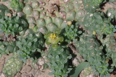 Euphorbia
