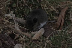 Peromyscus melanotis
