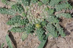 Euphorbia