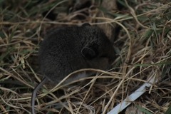 Peromyscus melanotis