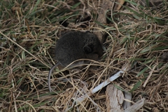 Peromyscus melanotis