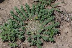 Euphorbia