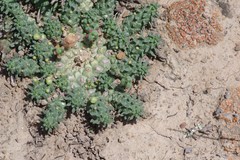 Euphorbia