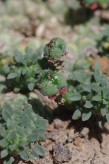 Euphorbia