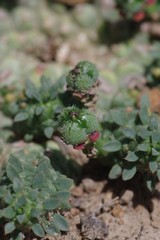 Euphorbia
