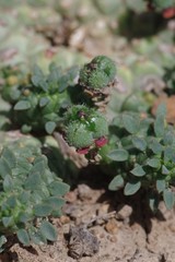 Euphorbia