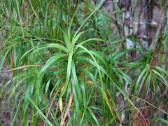 Dracophyllum sinclairii