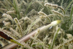 Ophichthus altipennis
