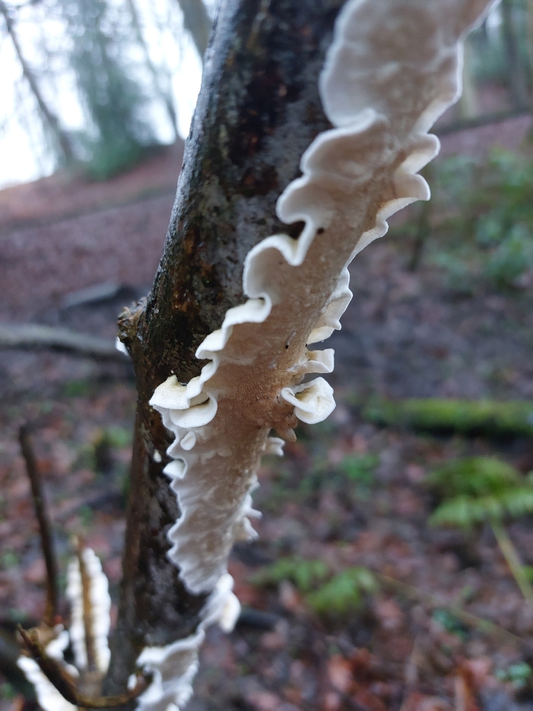 Byssomerulius corium · February 2026 · photo: © hm1209 (iNaturalist, cc-by)