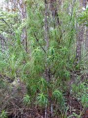 Dracophyllum sinclairii