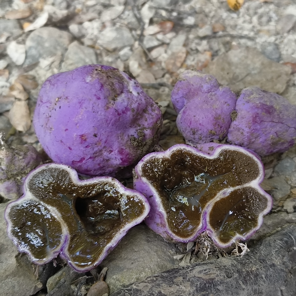 Gallacea scleroderma · February 2026 · photo: © zedt (iNaturalist, cc-by)