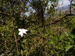 Jasminum polyanthum