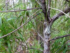 Dracophyllum sinclairii
