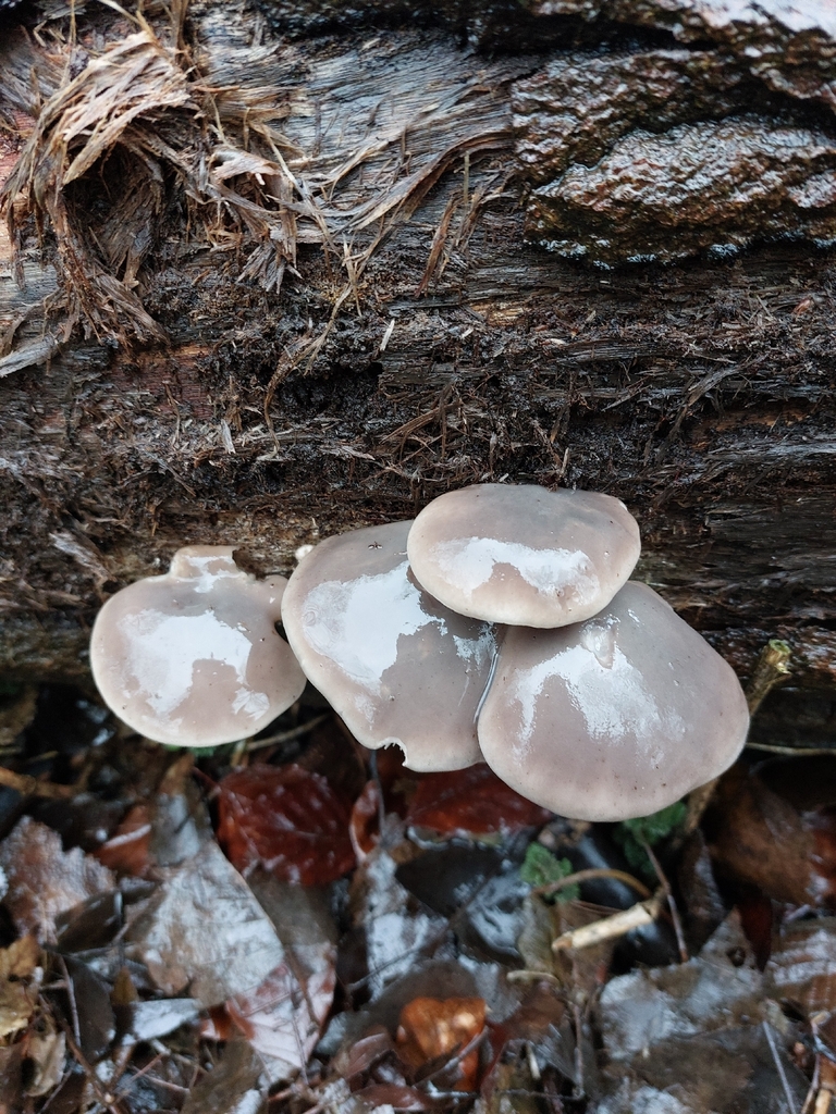 Pleurotus ostreatus · February 2026 · photo: © hm1209 (iNaturalist, cc-by)
