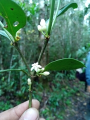 Peponidium