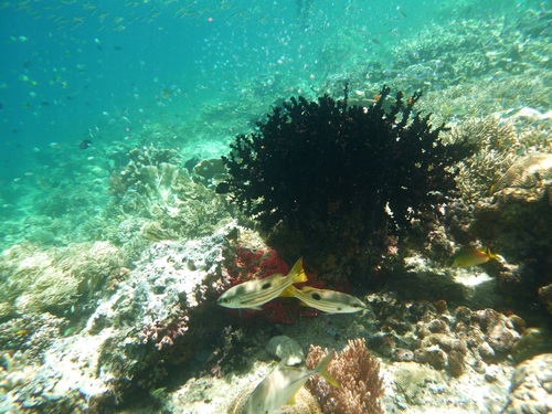 Lutjanus ehrenbergii