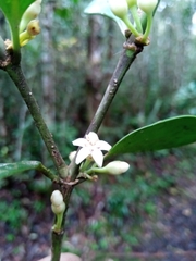Peponidium